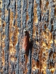 Varneria postremella