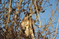 Parabuteo unicinctus unicinctus