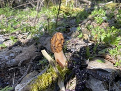 Verpa bohemica