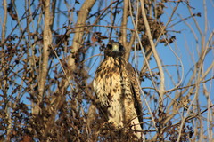 Parabuteo unicinctus unicinctus