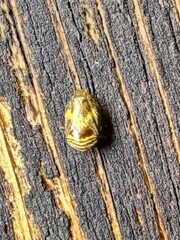 Clastoptera obtusa