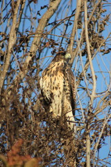 Parabuteo unicinctus unicinctus