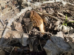 Verpa bohemica