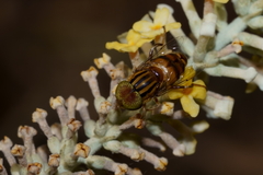 Eristalinus