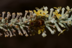 Eristalinus