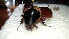 Heterogomphus