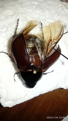 Heterogomphus