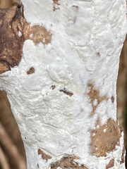 Lyomyces sambuci