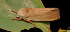 Cryptophasa rubescens