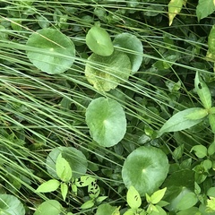 Hydrocotyle