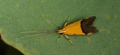 Crocanthes micradelpha
