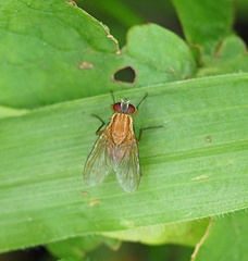 Dichaetomyia