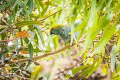 Parvipsitta porphyrocephala