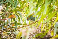 Parvipsitta porphyrocephala