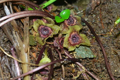 Asarum albomaculatum