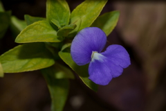 Achetaria azurea