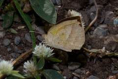 Eurema laeta