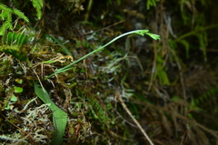 Platanthera stenoglossa