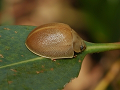 Paropsisterna crocata
