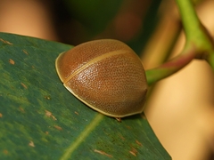 Paropsisterna crocata
