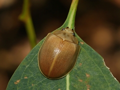 Paropsisterna crocata