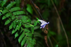 Strobilanthes rankanensis