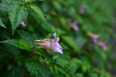 Impatiens uniflora