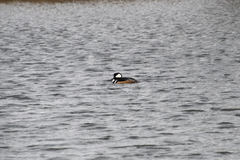 Lophodytes cucullatus