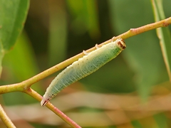 Paropsisterna crocata