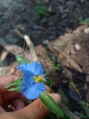 Commelina erecta