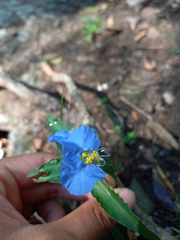 Commelina erecta