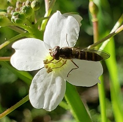 Fazia micrura