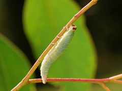 Paropsisterna crocata