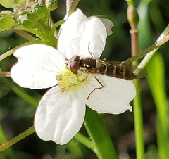 Fazia micrura