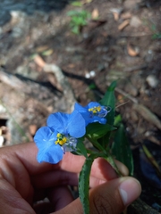 Commelina erecta