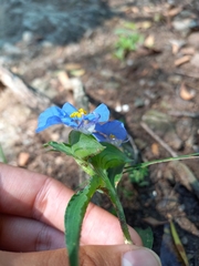 Commelina erecta