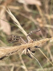 Neosparassus calligaster