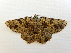 Aeolochroma hypochromaria