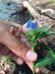 Commelina erecta