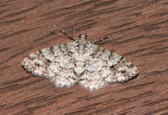 Myrioblephara desumpta