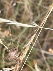 Neosparassus calligaster