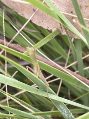 Orthodera ministralis