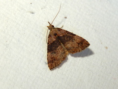 Alapadna pauropis