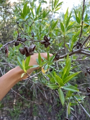 Kageneckia lanceolata