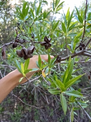 Kageneckia lanceolata