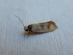 Antipterna trilicella