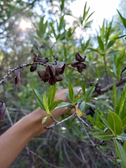 Kageneckia lanceolata
