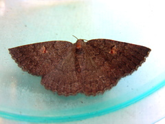 Apodasmia rufonigraria