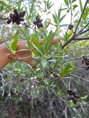 Kageneckia lanceolata