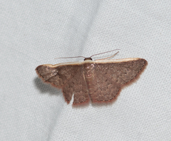 Idaea inversata
